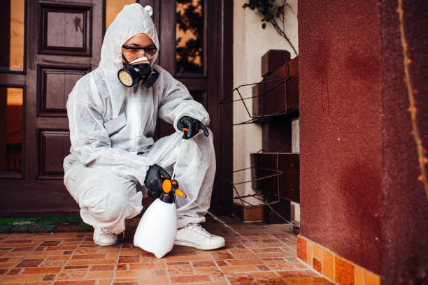 Attic and Crawl Space Rodent Treatment in American Fork