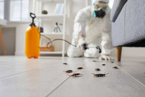 Commercial Rodent Management in American Fork
